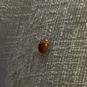 Meet your Posher, Dorinda